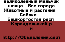 великолепный мальчик шпица - Все города Животные и растения » Собаки   . Башкортостан респ.,Караидельский р-н